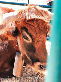 mammal