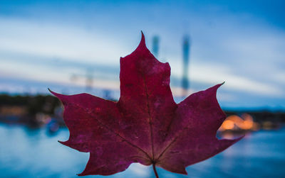 Close-up of maple leaves against sky