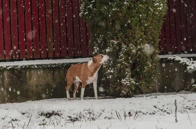 Dog on snow covered trees during winter