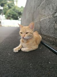 Close-up of cat sitting on road