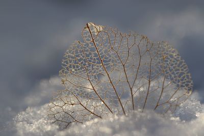 Close-up of frozen plant