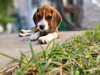 Master of the puppy eyes