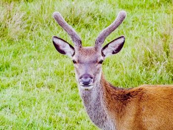 Portrait of deer on field