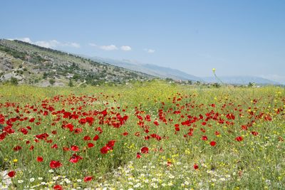 Scenic view of poppy field against sky