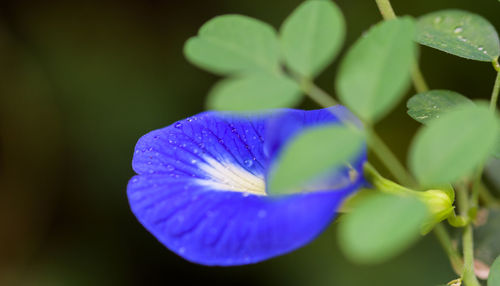 Close-up of purple flowering plant