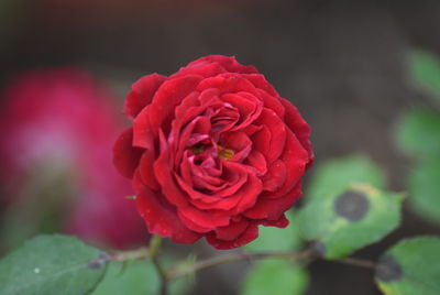 Close-up of red rose