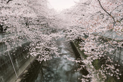 Flowers growing on tree