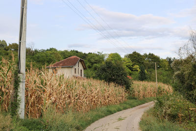 plant