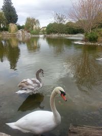 Swans swimming in lake