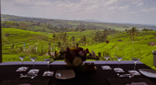 Scenic view of agricultural field against sky