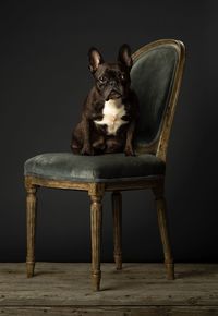 Portrait of dog sitting on chair against black background