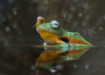 Close-up of duck swimming in lake