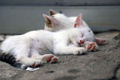 Close-up of cat sleeping on footpath