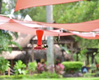 Close-up of red bell hanging from plant