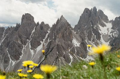 Yellow flowers on land against sky