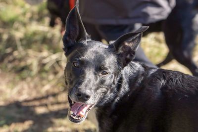 Close-up portrait of a dog