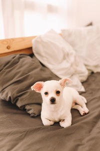 Portrait of dog lying down on bed at home