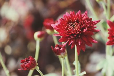 Close-up of red flowering plant