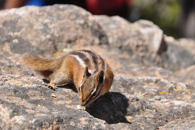 Close-up of squirrel