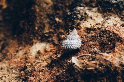 Close-up of seashell on rock