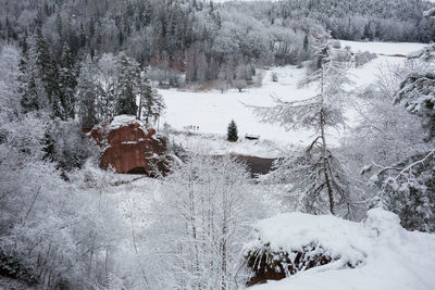 Plants on snow covered land