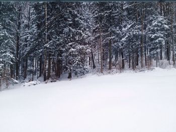 Road passing through forest