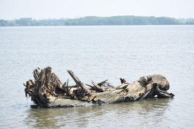 Driftwood on tree by lake