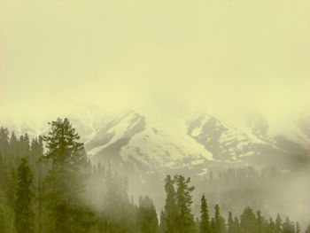 Trees in forest against sky during winter
