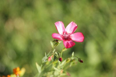 Close-up of pink flowering plant