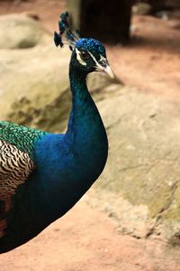 Close-up of peacock
