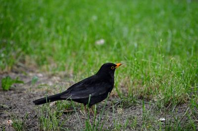 Close-up of bird perching on field