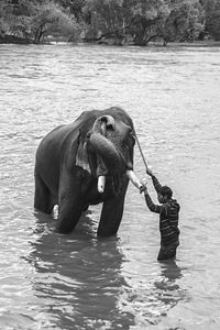 Side view of man bathing elephant in lake