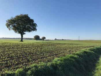 Scenic view of agricultural field against clear sky