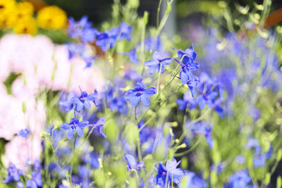 Bright blue violets in bloom with pink and yellow background