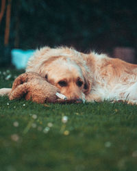 Close-up of golden retriever resting