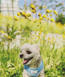 Close-up of dog on field