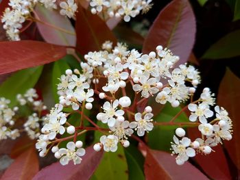 Close-up of white flowers blooming in park