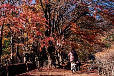 Man walking on tree during autumn