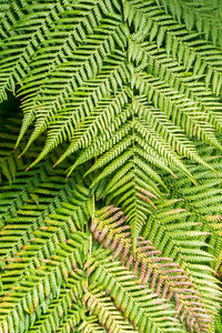 Full frame shot of fern leaves