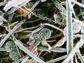 Close-up of frozen plants