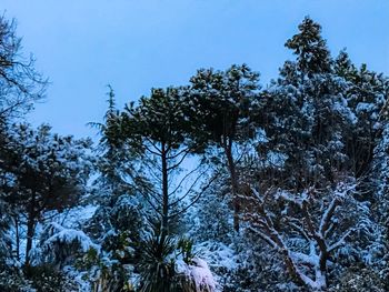 Low angle view of trees in forest against clear sky