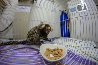 Monkey eating food in cage