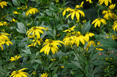 Close-up of yellow flowering plants on field