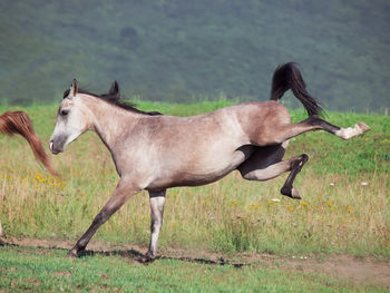 Side view of horse jumping on land