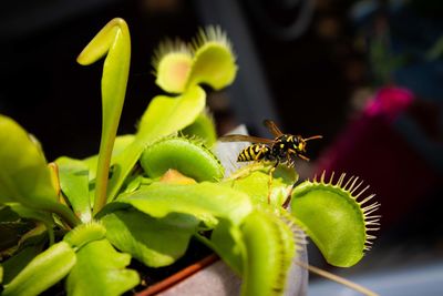 Close-up of insect on flower