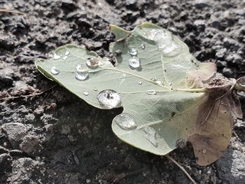 Close-up of raindrops on leaves