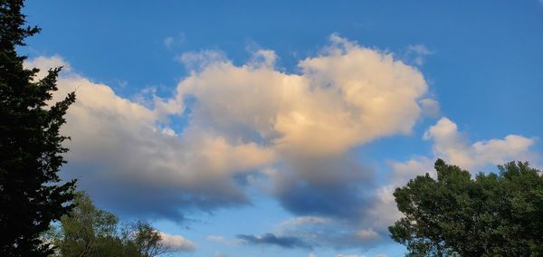 Low angle view of trees against blue sky