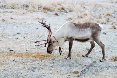 Reindeer walking on field