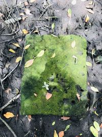 High angle view of leaves floating on water