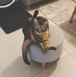 High angle portrait of cat sitting on tiled floor